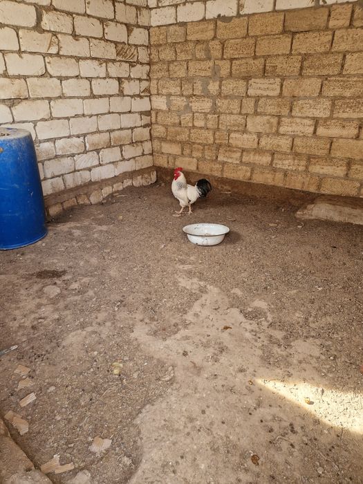 Тауық,әтеш сатылады