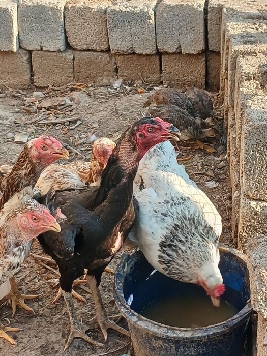 Продам кур или обмен