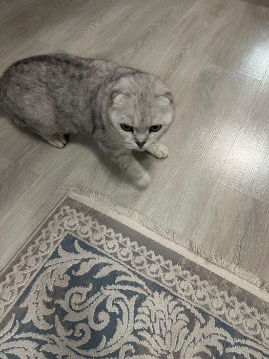 Отдам кота, британский вислоухий