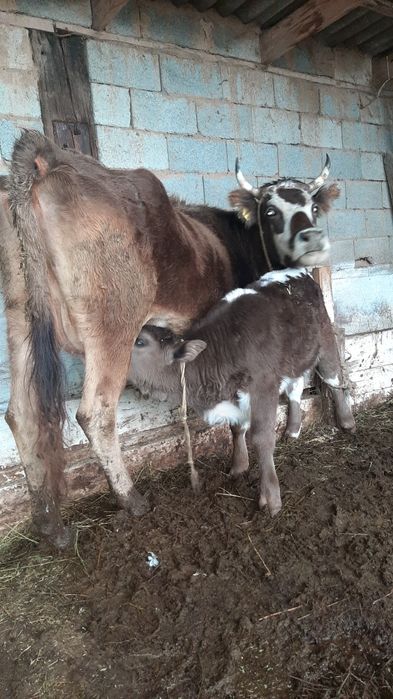 Срочно бызаулы сутти сиыр сатылады!!!