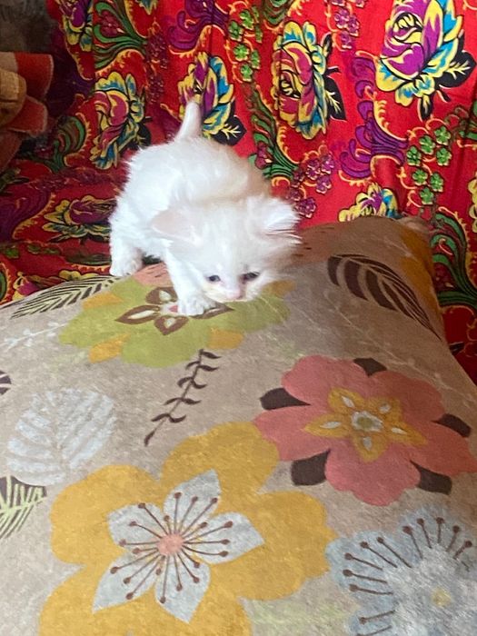 Котенок девочка, бесплатно