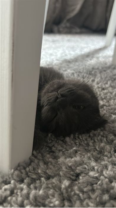 Котенок вислоухая