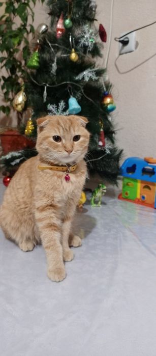 Кошка скотиш фолд 100&