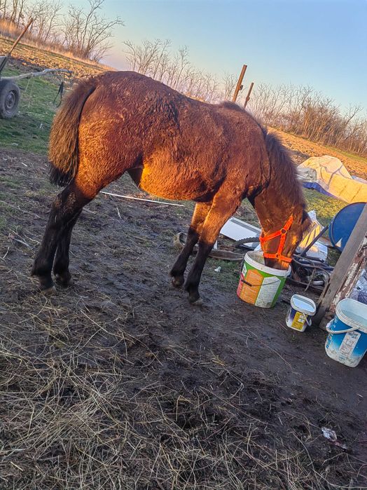 Vând sau schimb iapă cu mânz