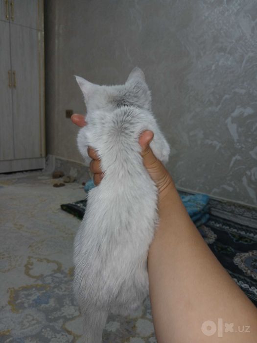 Turiya Angora mushukchasi sotiladi