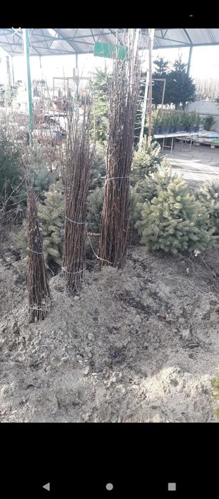 Puieți salcâm frasin fag carpen ulm plop mesteacăn brad molid Tei arin