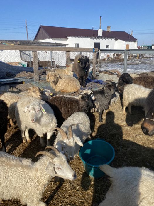 Ешки сатамын, козы продаются