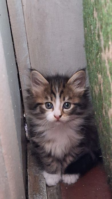 Продам котят мей-кунов
