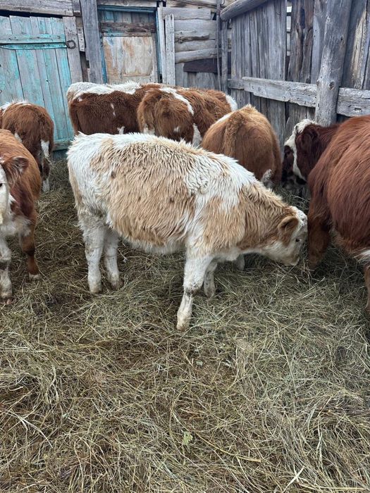 Продам или обмен