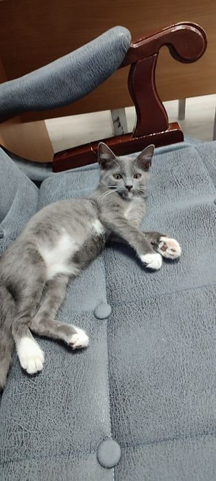 Пристраивается котенок- мальчик