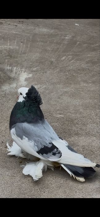 Uriasi maghiari-tobosari de buhara