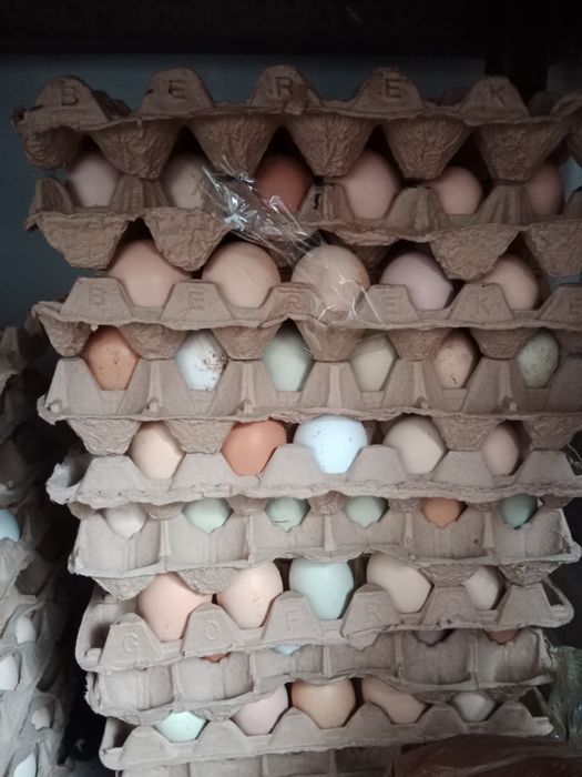 Инкубационный яйцо