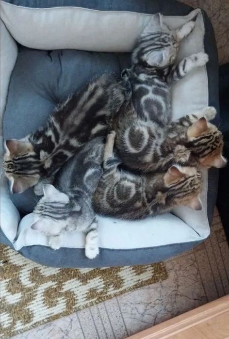 Вязка. Шотландец ищет невесту