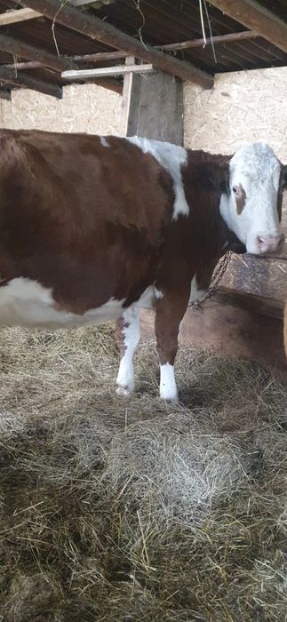 Vand 3 vaci baltata romaneasca