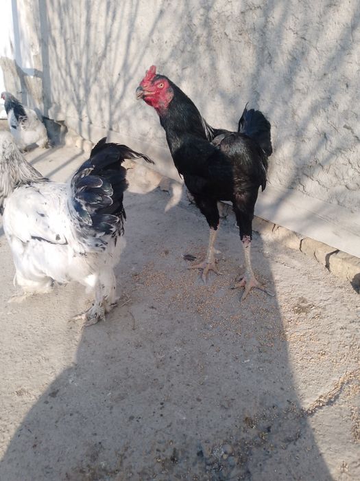 Ячсмитьбюэждрогнепак