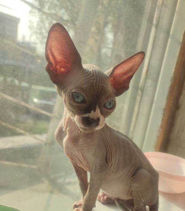 Продам котёнка донского сфинкса