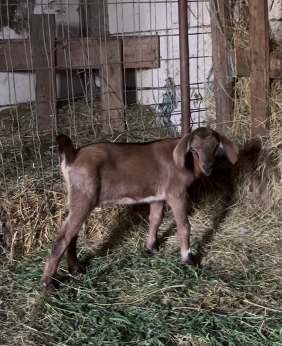 Iedut din mama buna de lapte
