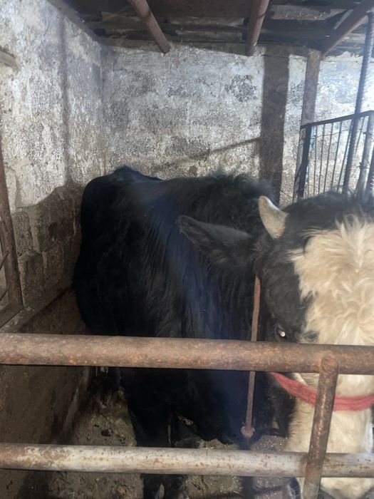 Buqa sotiladi stochno