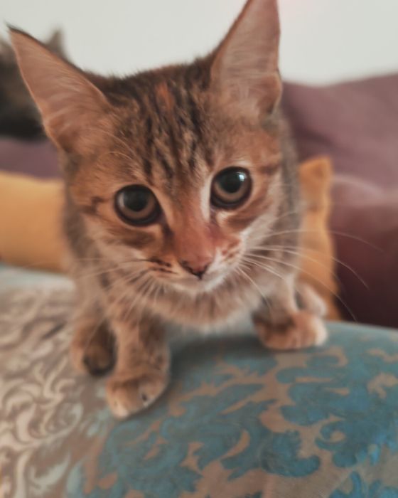 Отдаем в добрые руки котенка девочку