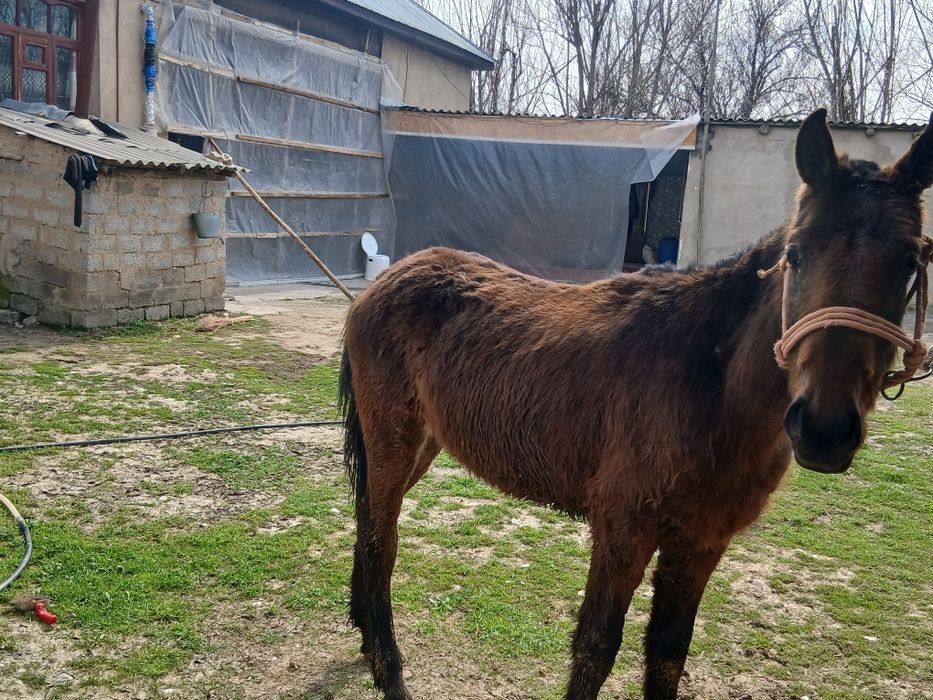 Гарантия бар ауры емес