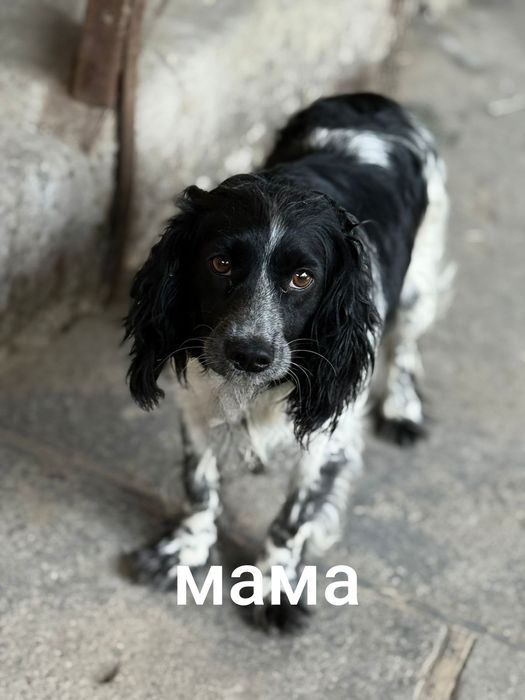 Русский спаниель