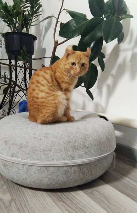 МаЛьчИки 4 мес ПороДистЫе и ПолУпоРодисТые