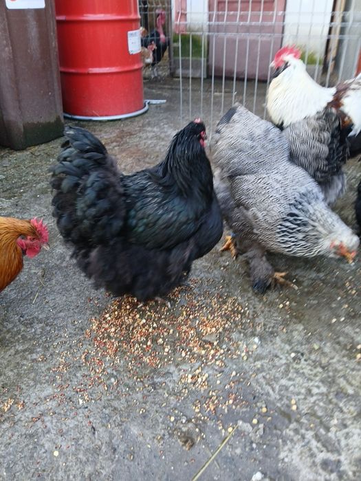 Vănd găini și cocoși de rasă