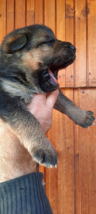 Щенки немецкой овчарки