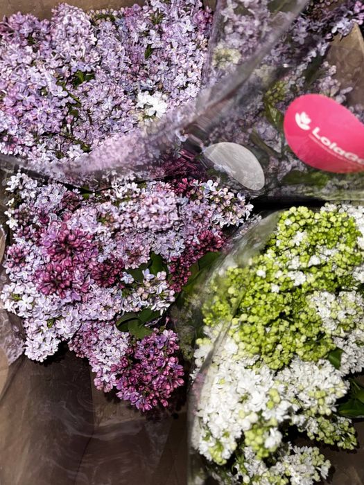 Сирень оптом 10.000 сум