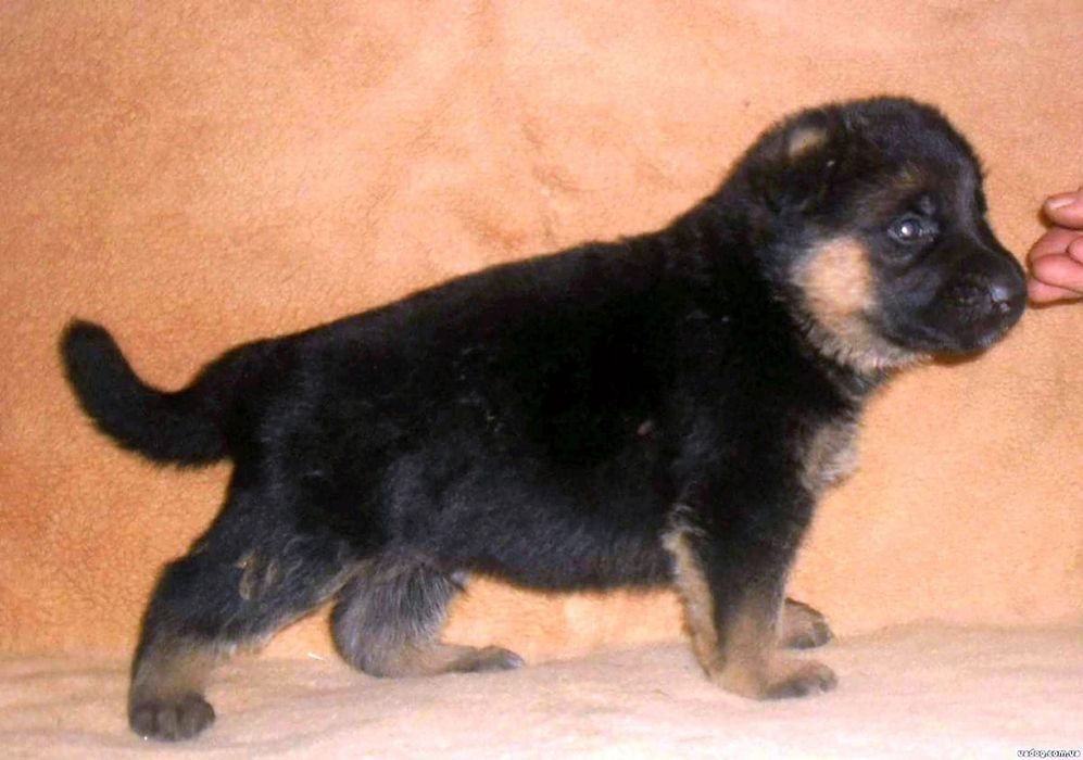 Щенки немецкой овчарки