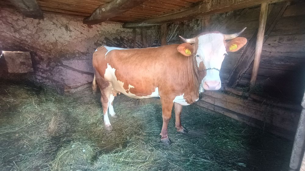 Vând vaca bălțată românească