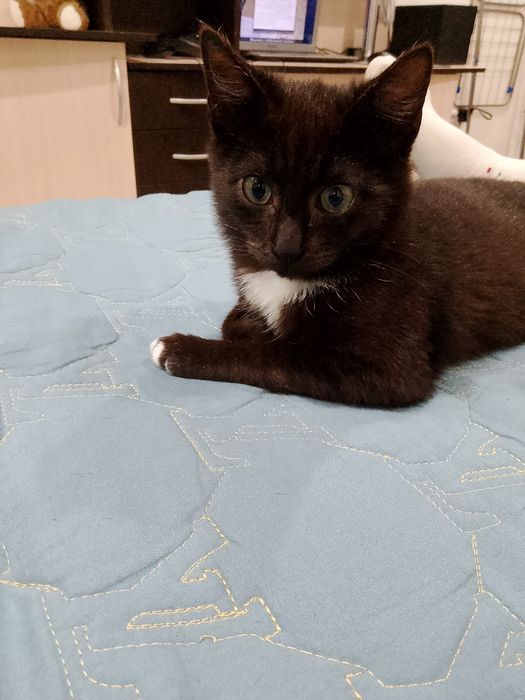 Отдам даром мальчик