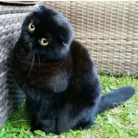 Scottish fold qiz bola sotiladi