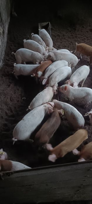 Продам месячных поросят