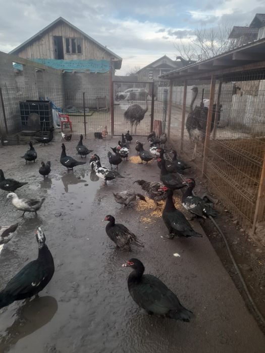 Vand rățoi leșești