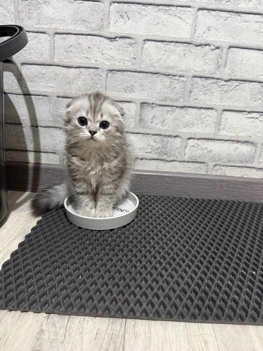 Котята веслоухие