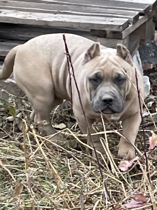 Американский булли