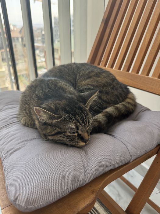 Кошка 10 месяцев