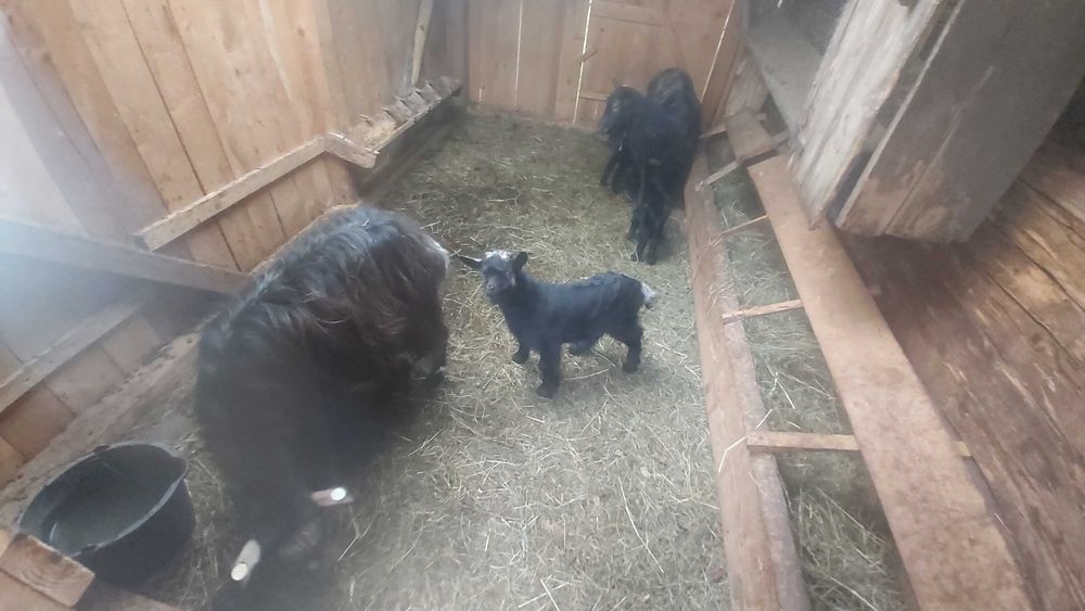 Vand 4 capre zona V izei  Maramures