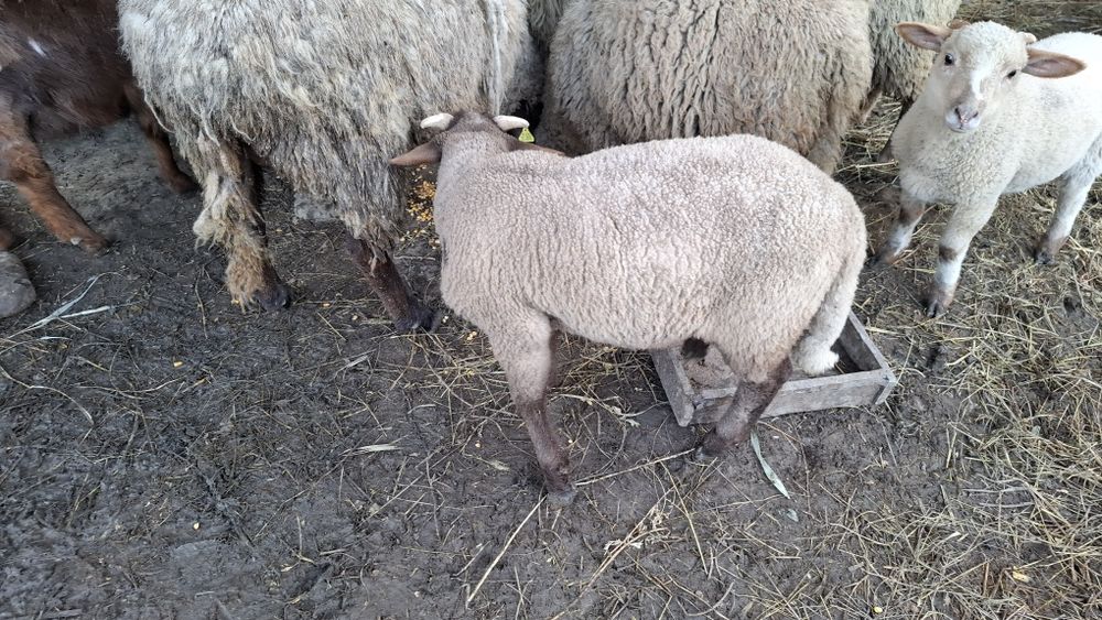 2 miei intre 20-25 kg