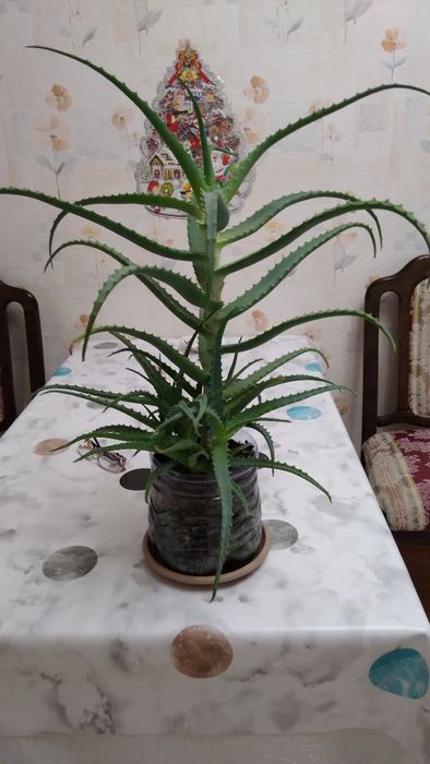 Алоэ столетник целебный 5 летний.