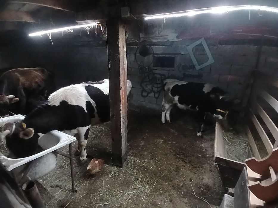 Сиырлар сатамын бузауларымен