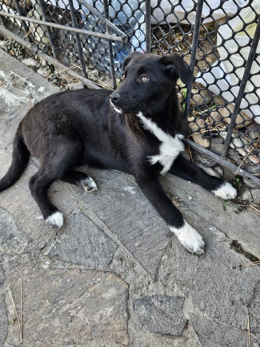 Классный щенок энерджайзер  в добрые руки!