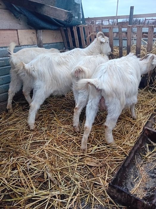 Patru capre si un tap