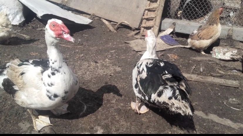 Продам индоуток