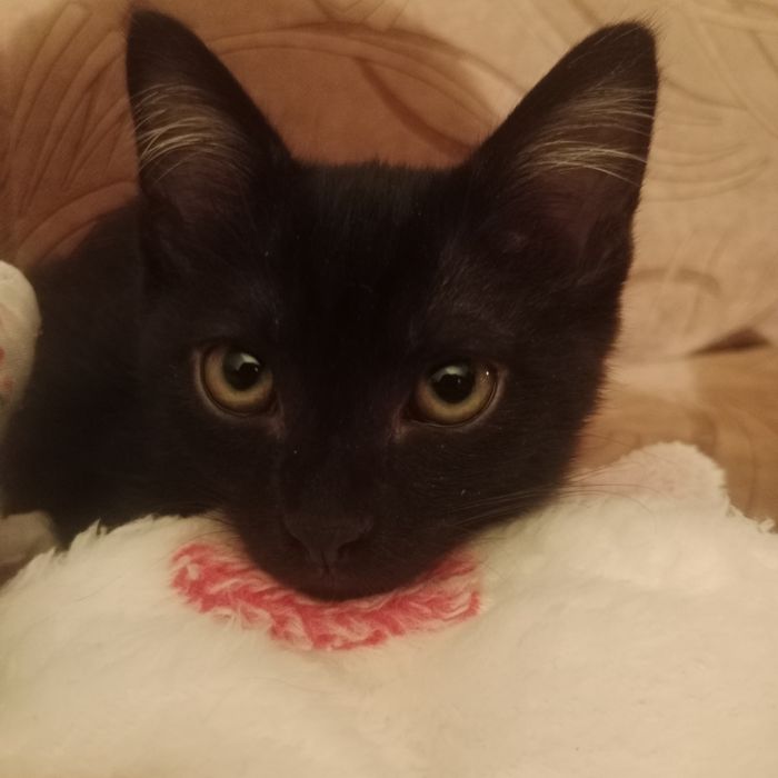 Отдам котёнка в хорошие руки