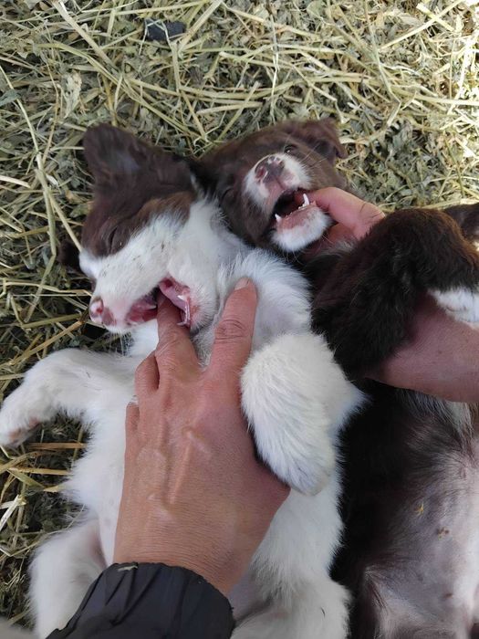 Подаряват  се кученца