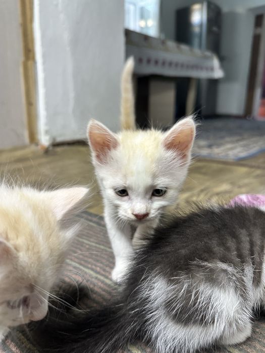 Отдам котят в добрые руки