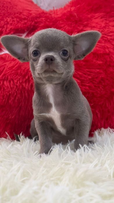 Чихуахуа девочка лиловая