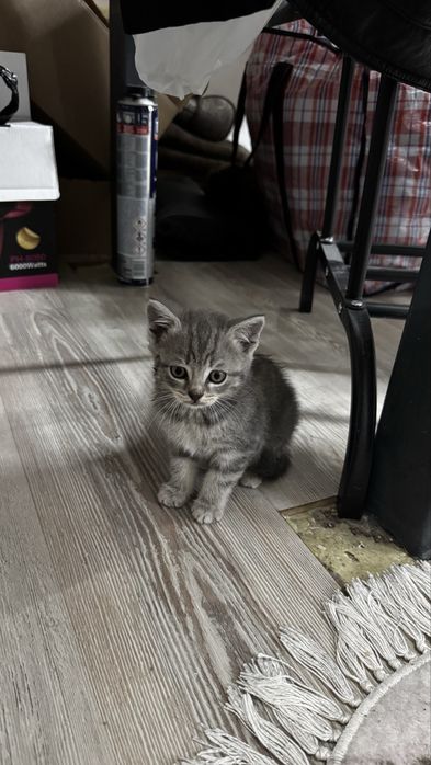 Котята мальчики и девочки 1000 тг